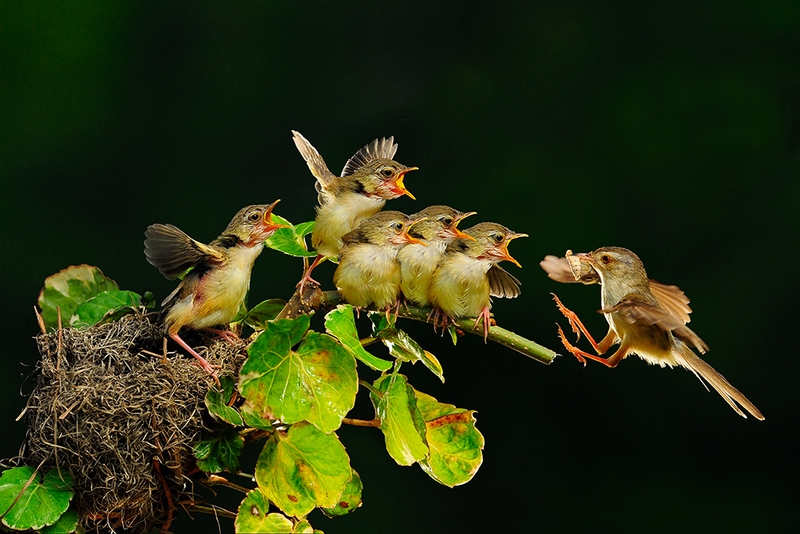 1010 - THE HARDSHIPS OF PARENT-3 - YEH CHUN- LIANG - taiwan.jpg